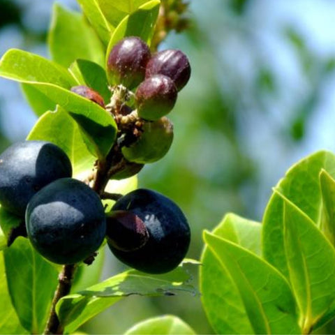 Cocoplum Green Horizontal (Chrysobalanus icaco) - Bird of ParadiseUSA - Large 24-28"