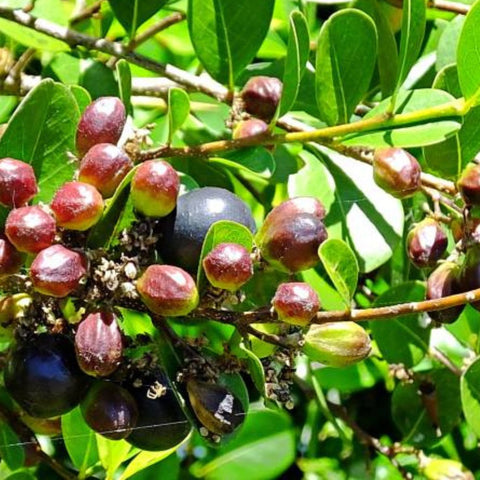 Cocoplum Green Horizontal (Chrysobalanus icaco) - Bird of ParadiseUSA - Large 24-28"