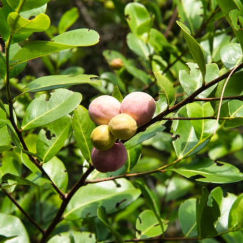 Cocoplum Green Horizontal (Chrysobalanus icaco) - Bird of ParadiseUSA - Large 24-28"
