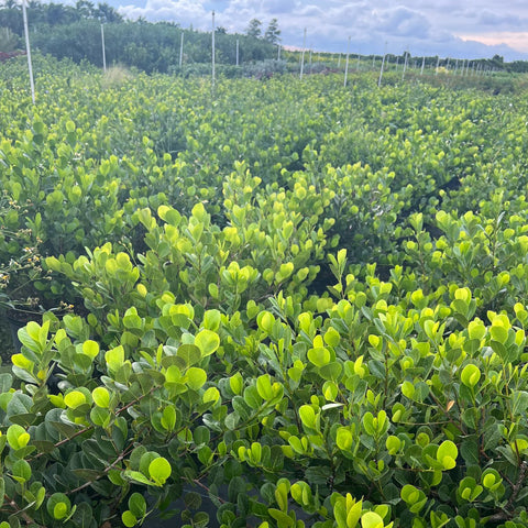 Cocoplum Green Horizontal (Chrysobalanus icaco) - Bird of ParadiseUSA - Large 24-28"