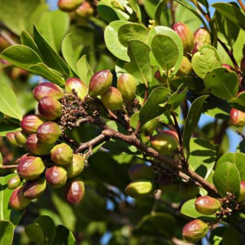Cocoplum Green Horizontal (Chrysobalanus icaco) - Bird of ParadiseUSA - Large 24-28"