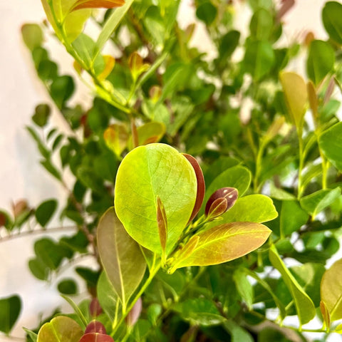 Cocoplum Redtip (Chrysobalanus Icaco L) - Bird of ParadiseUSA - Medium