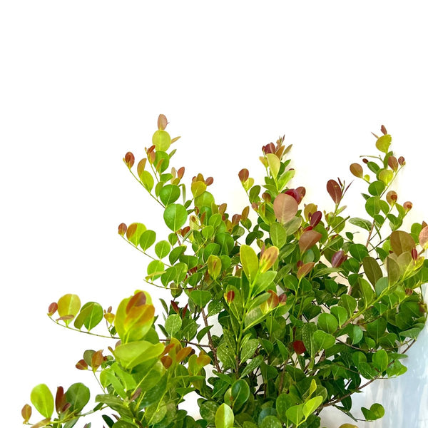 Cocoplum Redtip (Chrysobalanus Icaco)