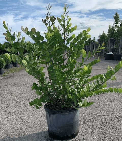 Cocoplum Redtip (Chrysobalanus Icaco) - Bird of Paradise USA - Large 3 - 4 ft