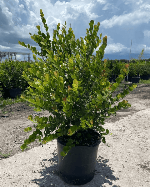 Cocoplum Redtip (Chrysobalanus Icaco) - Bird of Paradise USA - XL 4 - 5 ft