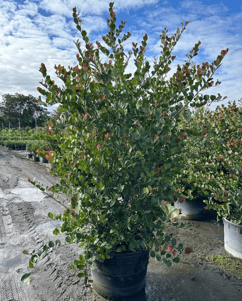 Cocoplum Redtip (Chrysobalanus Icaco) - Bird of Paradise USA - XXL 6 Feet
