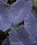 Colocasia Black Magic (Colocasia esculenta) - PlantologyUSA - Medium 12-14"