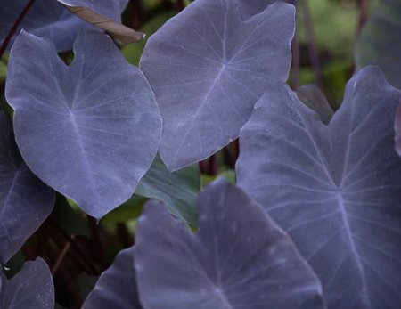 Colocasia Black Magic (Colocasia esculenta) - PlantologyUSA - Medium 12-14"