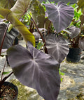 Colocasia Black Magic (Colocasia esculenta) - PlantologyUSA - Medium 12-14"
