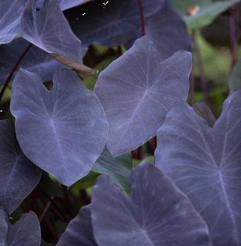 Colocasia Black Magic (Colocasia esculenta) - PlantologyUSA - Medium 12-14"