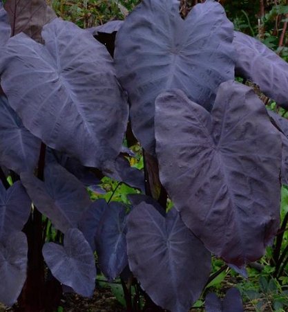 Colocasia Black Magic (Colocasia esculenta) - PlantologyUSA - Medium 12-14"
