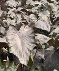 Colocasia esculenta 'Royal Hawaiian Black Coral', Taro, Elephant Ear - PlantologyUSA - 3 gallon
