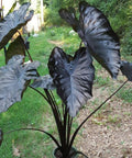 Colocasia esculenta 'Royal Hawaiian Black Coral', Taro, Elephant Ear - PlantologyUSA - 3 gallon