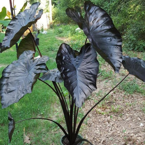 Colocasia esculenta 'Royal Hawaiian Black Coral', Taro, Elephant Ear - PlantologyUSA - 3 gallon