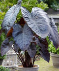 Colocasia esculenta 'Royal Hawaiian Black Coral', Taro, Elephant Ear - PlantologyUSA - 3 gallon