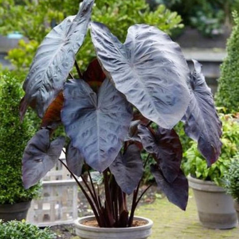 Colocasia esculenta 'Royal Hawaiian Black Coral', Taro, Elephant Ear - PlantologyUSA - 3 gallon