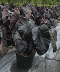 Colocasia esculenta 'Royal Hawaiian Black Coral', Taro, Elephant Ear - PlantologyUSA - 3 gallon