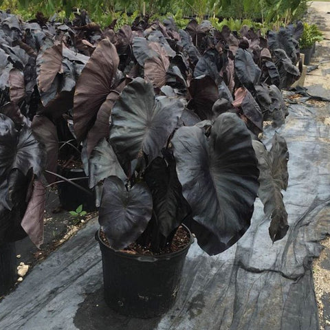 Colocasia esculenta 'Royal Hawaiian Black Coral', Taro, Elephant Ear - PlantologyUSA - 3 gallon