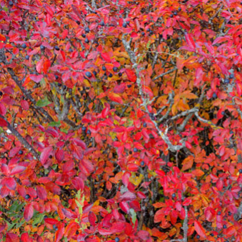 Copperleaf Dwarf (Acalypha wilkesiana) - Bird of ParadiseUSA - Large 24-30"