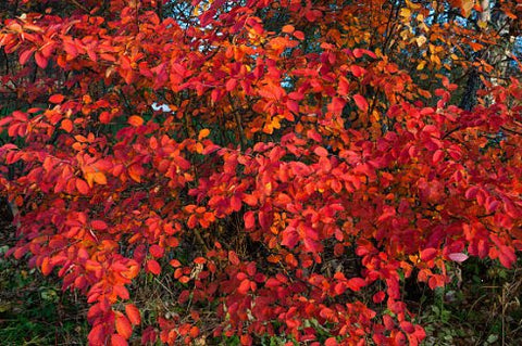 Copperleaf Dwarf (Acalypha wilkesiana) - Bird of ParadiseUSA - Large 24-30"