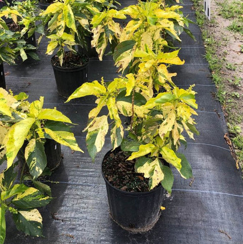 Copperleaf Java White - Bird of ParadiseUSA - 2-3.5 feet