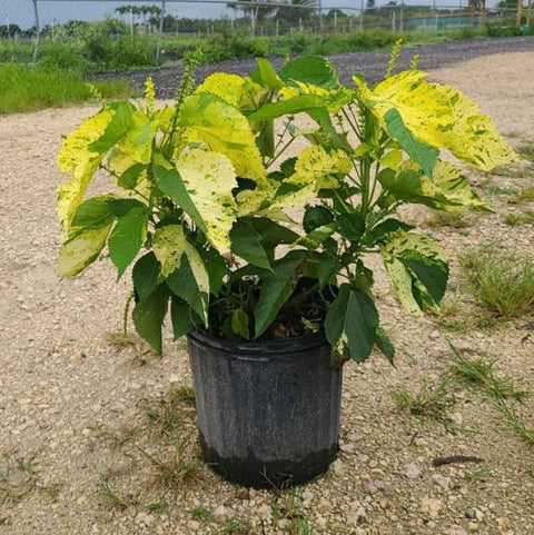 Copperleaf Java White - Bird of ParadiseUSA - 2-3.5 feet