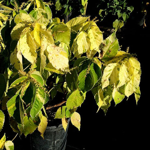 Copperleaf Java White - Bird of ParadiseUSA - 2-3.5 feet