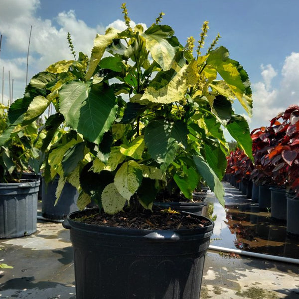 Copperleaf Java White