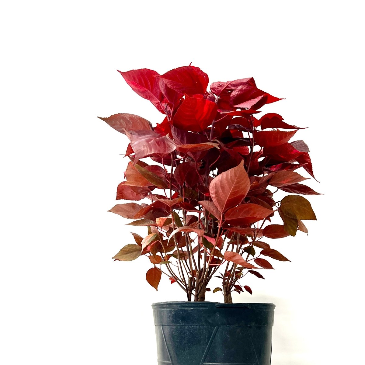 Floor Plants – Bird of Paradise