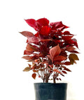 Copperleaf LA Red (Acalypha wilkesiana) - Bird of ParadiseUSA - 3 gallon