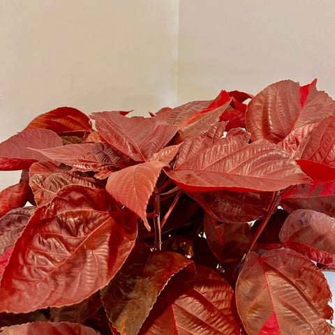 Copperleaf LA Red (Acalypha wilkesiana) - Bird of ParadiseUSA - 3 gallon
