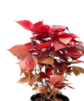 Copperleaf LA Red (Acalypha wilkesiana) - Bird of ParadiseUSA - 3 gallon