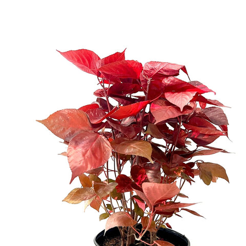 Copperleaf LA Red (Acalypha wilkesiana) - Bird of ParadiseUSA - 3 gallon