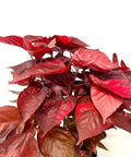 Copperleaf LA Red (Acalypha wilkesiana) - Bird of ParadiseUSA - 3 gallon