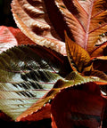 Copperleaf LA Red (Acalypha wilkesiana) - Bird of ParadiseUSA - 3 gallon