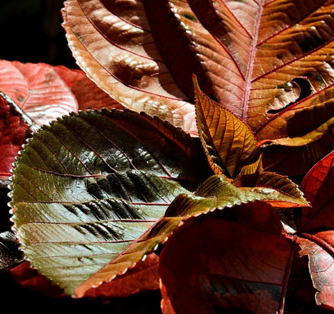 Copperleaf LA Red (Acalypha wilkesiana) - Bird of ParadiseUSA - 3 gallon