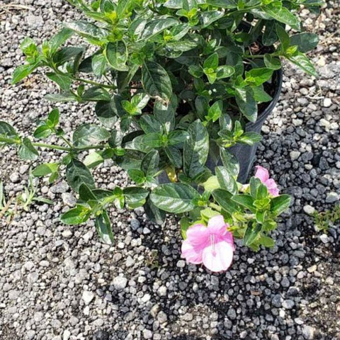 Coral Creeper (Barleria repens 'Pink Star') - Bird of ParadiseUSA - Small