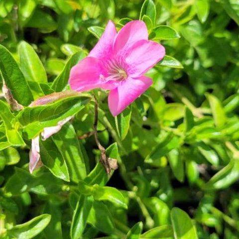 Coral Creeper (Barleria repens 'Pink Star') - Bird of ParadiseUSA - Small