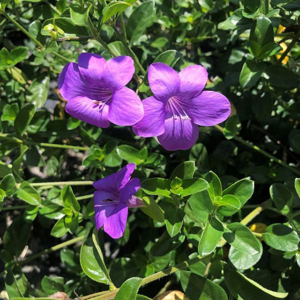 Coral Creeper (Barleria repens 'Purple')