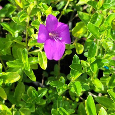 Coral Creeper (Barleria repens 'Purple') - Bird of ParadiseUSA - Small