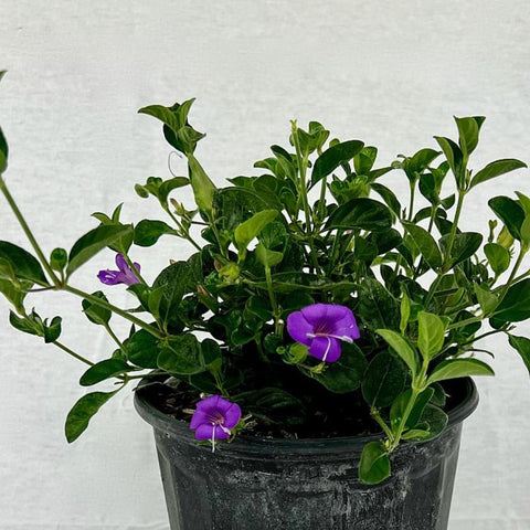 Coral Creeper (Barleria repens 'Purple') - Bird of ParadiseUSA - Small