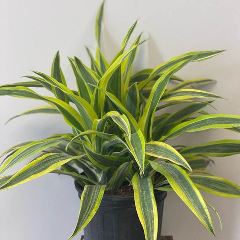 Corn Plant (Dracaena fragrans 'Lemon Lime') - Bird of ParadiseUSA - 2-3 feet