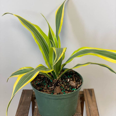 Corn Plant (Dracaena fragrans 'Lemon Lime') - Bird of ParadiseUSA - 2-3 feet