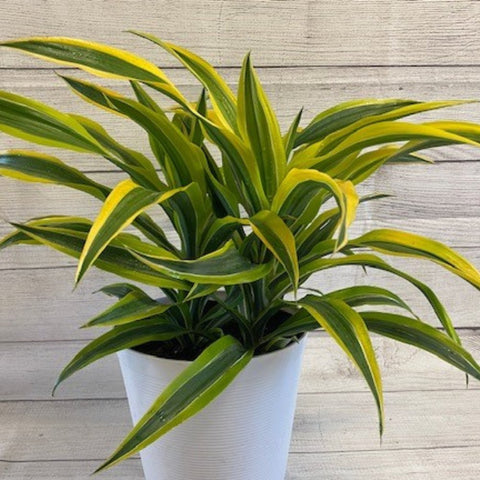 Corn Plant (Dracaena fragrans 'Lemon Lime') - Bird of ParadiseUSA - 2-3 feet