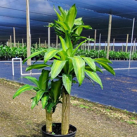dracaena fragrans massangeana flower Corn Plant (Dracaena mass canes)
