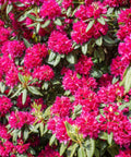 Crape Myrtle Radiant Red - Bird of ParadiseUSA - 3-4 feet