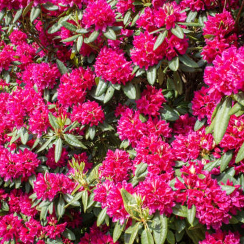 Crape Myrtle Radiant Red - Bird of ParadiseUSA - 3-4 feet