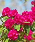Crape Myrtle Radiant Red - Bird of ParadiseUSA - 3-4 feet