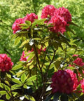 Crape Myrtle Radiant Red - Bird of ParadiseUSA - 3-4 feet