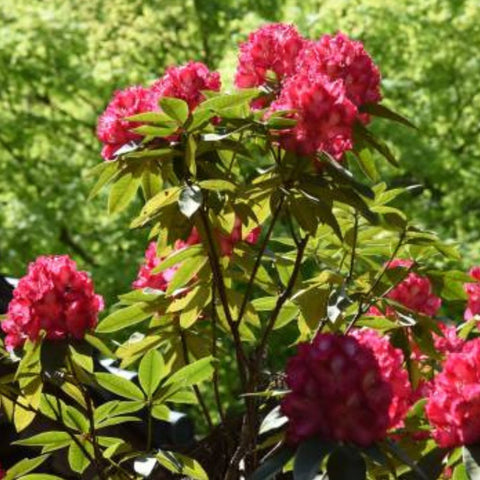 Crape Myrtle Radiant Red - Bird of ParadiseUSA - 3-4 feet